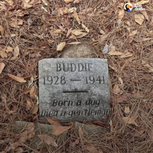 Read more about the article The Touching Legacy of Buddie: An 80-Year-Old Dog Grave That Still Moves Hearts