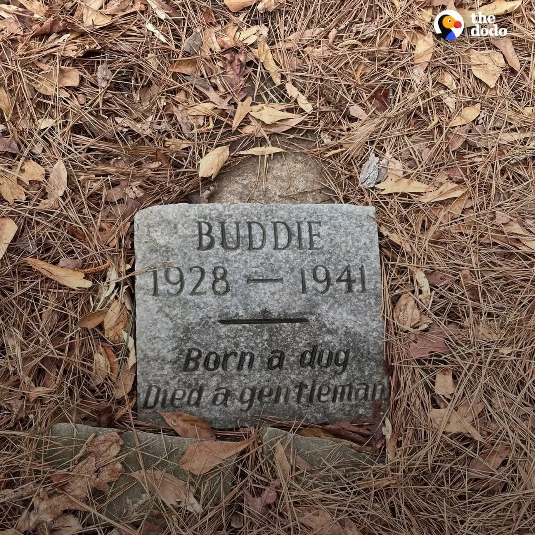 You are currently viewing The Touching Legacy of Buddie: An 80-Year-Old Dog Grave That Still Moves Hearts