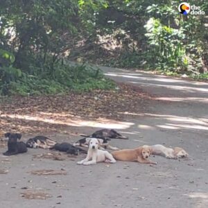 Read more about the article Rescuer Finds 10 Abandoned Puppies on Puerto Rico Roadside
