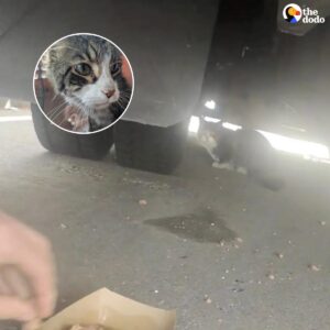Read more about the article The Incredible Journey of Frankie the Cat: From Bermuda to New York