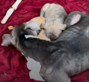 Read more about the article Starving Dog Family Found on Rain-Soaked Blanket Finally Get Their Second Chance at Life