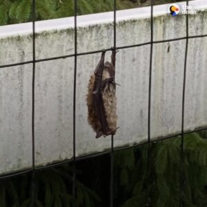 Read more about the article Treatment and Care Help Rescued Bat Recover After Days Clinging to Fence