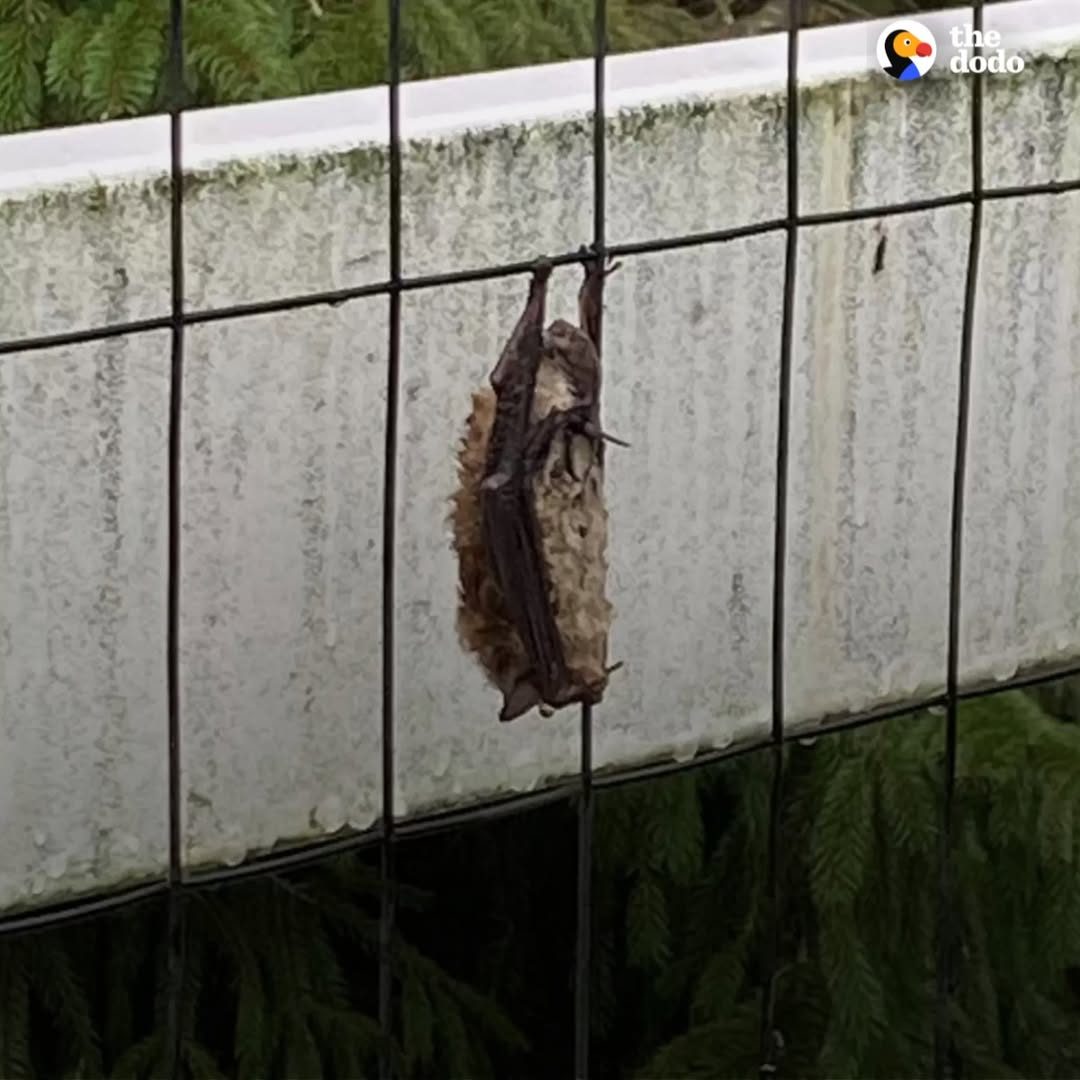 You are currently viewing Treatment and Care Help Rescued Bat Recover After Days Clinging to Fence