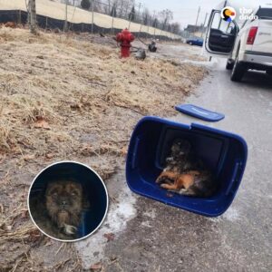 Read more about the article Woman Finds Taped-Up Tote Outside Her House — Then Discovers Something Heartbreaking
