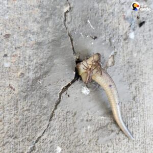 Read more about the article Woman Finds Skink Stuck in Concrete Porch: A Heartwarming Rescue Story
