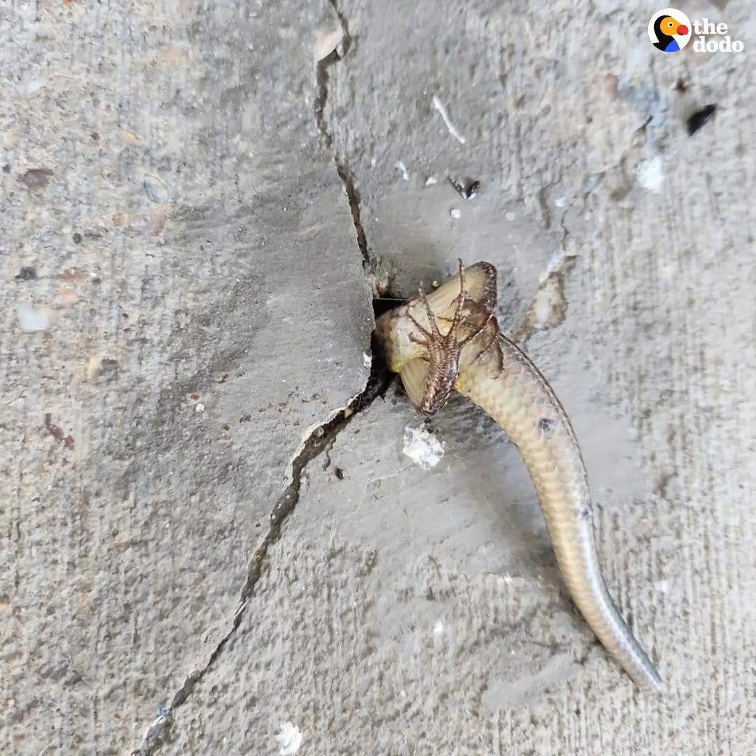 You are currently viewing Woman Finds Skink Stuck in Concrete Porch: A Heartwarming Rescue Story