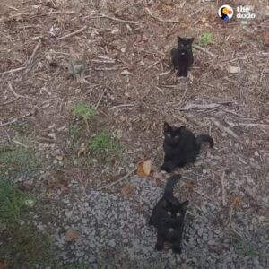 Read more about the article Sneaky Cats and the Joy of Discovery