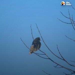 Read more about the article Woman Thinks She Spots an ‘Awesome Bird’ — Then Realizes It’s Something Completely Different