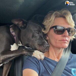 Read more about the article Shelter Dog Milo Comforts Rescuer After Adoption Falls Through