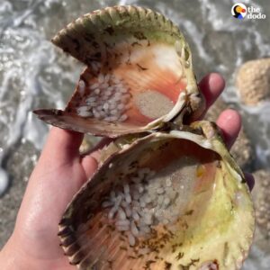 Read more about the article Woman Finds Bubbles Inside Shell — Then Realizes They’re Octopus Eggs