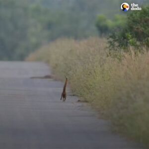 Read more about the article The Viral “Tiny Giraffe” Photo That Turned Out to Be Something Else Entirely