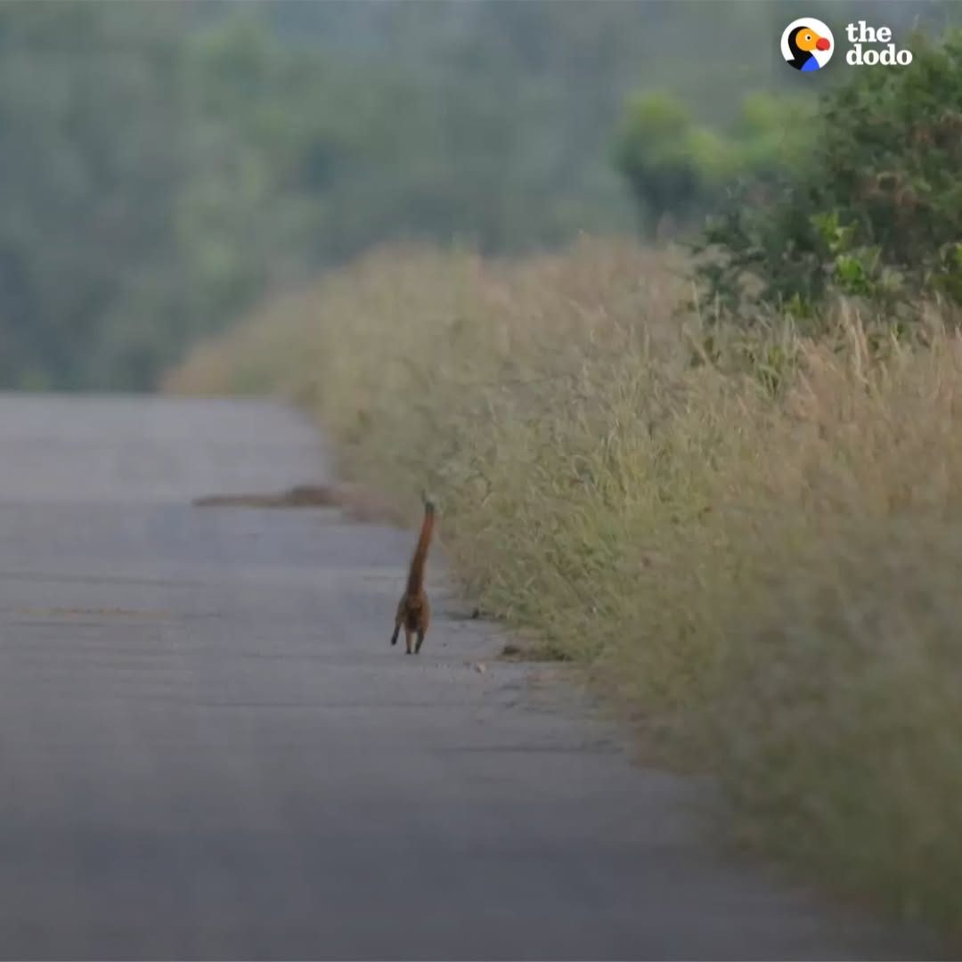 You are currently viewing The Viral “Tiny Giraffe” Photo That Turned Out to Be Something Else Entirely
