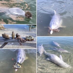 Read more about the article Adorable Humpback Dolphin Brings Gifts for Humans from the Bottom of the Ocean