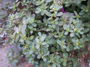 Read more about the article If You See This Growing in Your Yard, Don’t Destroy It—Here’s Why