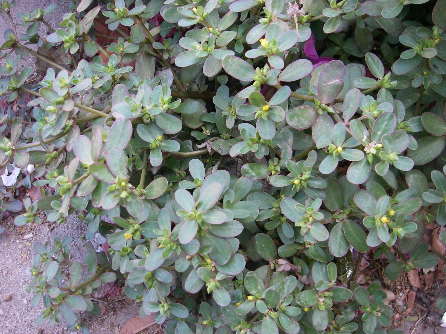 You are currently viewing If You See This Growing in Your Yard, Don’t Destroy It—Here’s Why