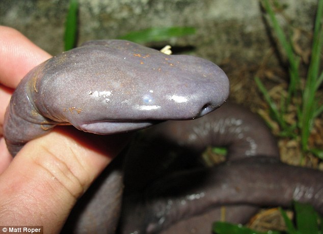 The creature was first discovered in South America in 1968, but was only discovered on the island of Mosquiro last year