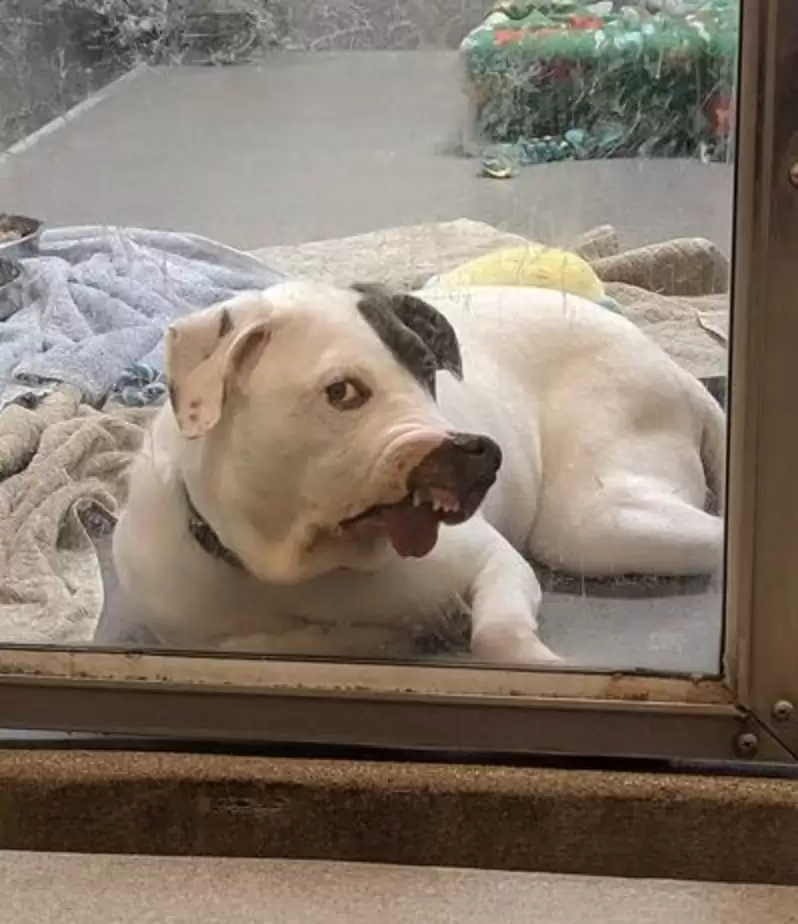 Maryland SPCA