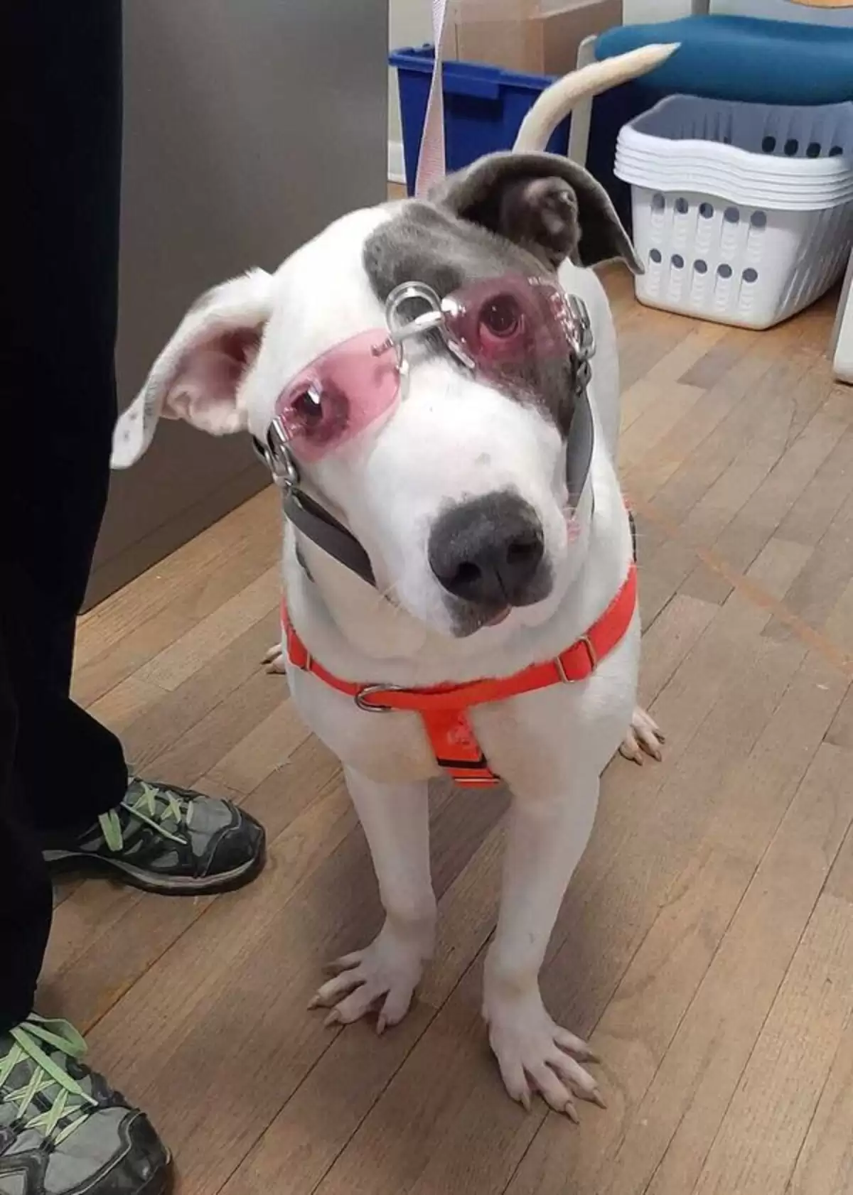 Maryland SPCA