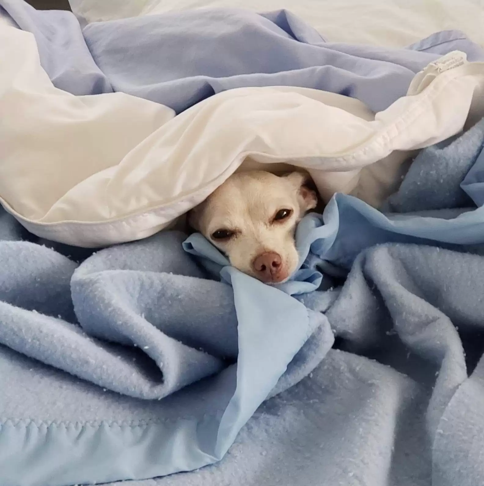 Muttville Senior Dog Rescue