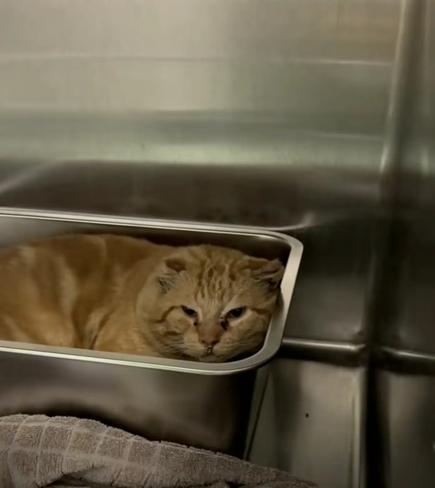 NAWS Humane Society
