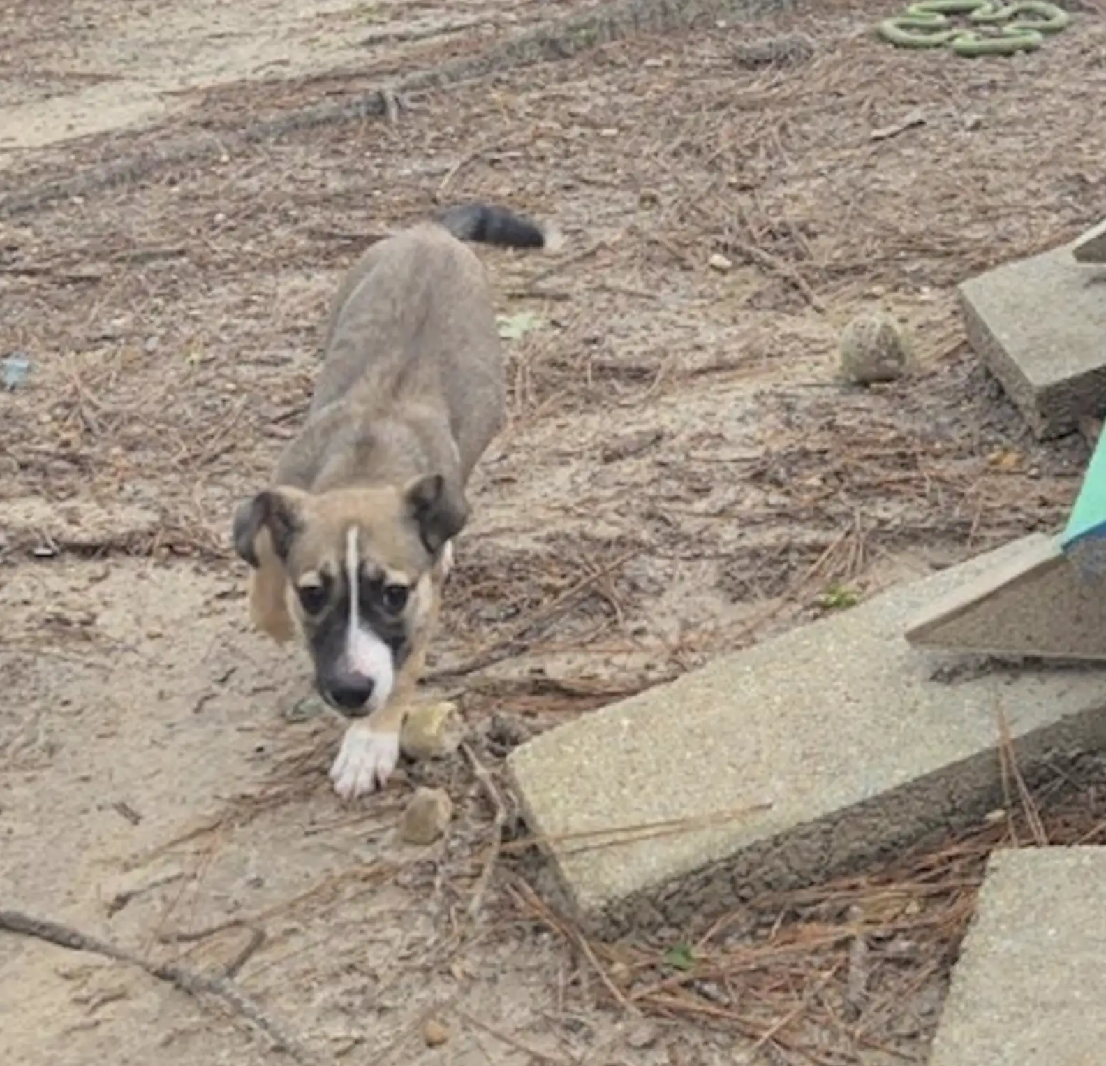 Hub City Humane Society