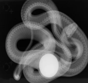 Read more about the article Treatment Saves Snake After Surgeons Discover Fake Egg Inside