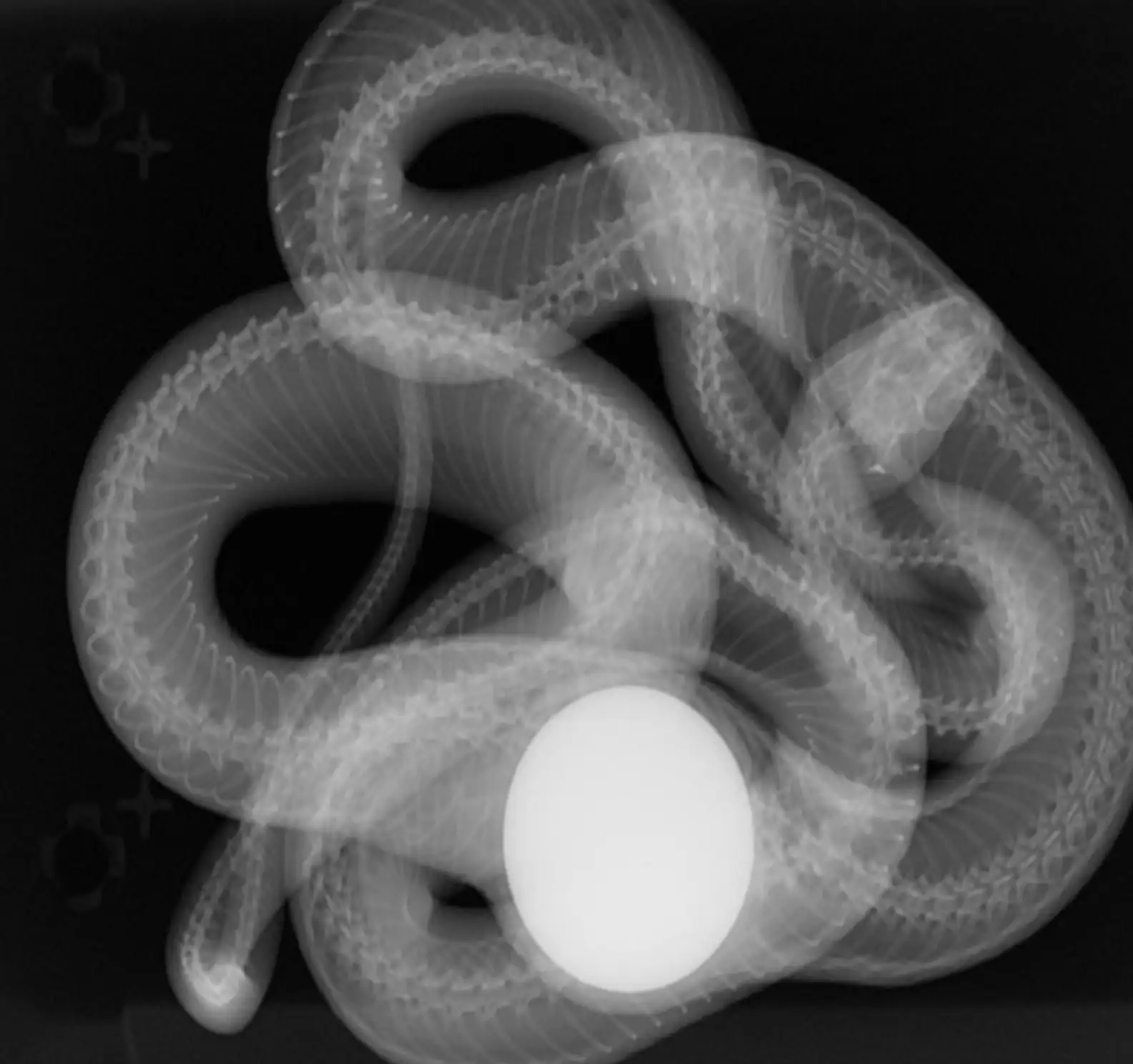 You are currently viewing Treatment Saves Snake After Surgeons Discover Fake Egg Inside