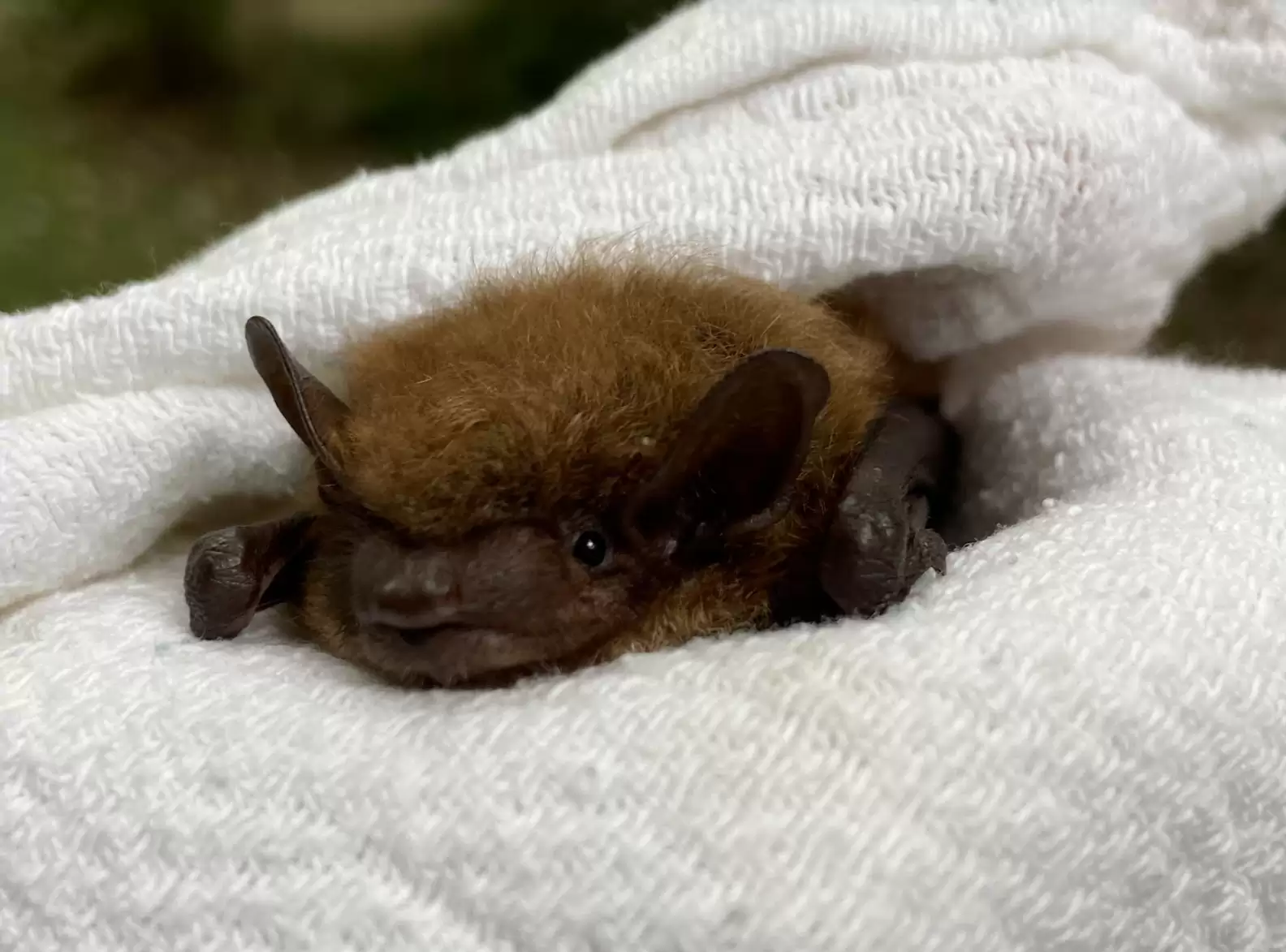 Facebook/Pennsylvania Bat Rescue