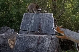 Read more about the article Raccoon Baby Stumbles Into A Fox Den — Then Something Unexpected Happens