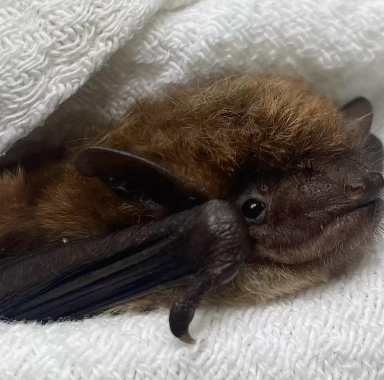 Facebook/Pennsylvania Bat Rescue