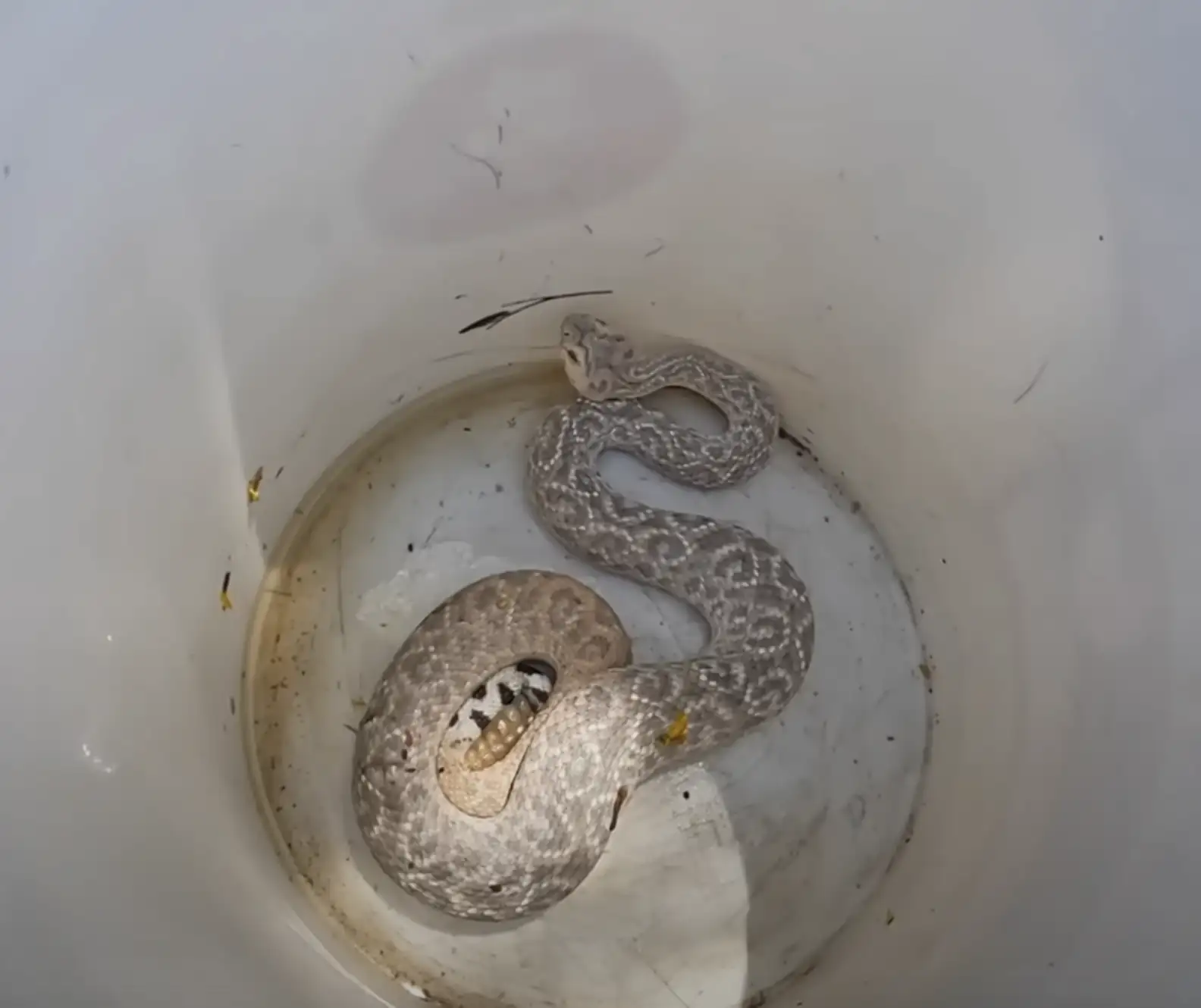 Rattlesnake Solutions