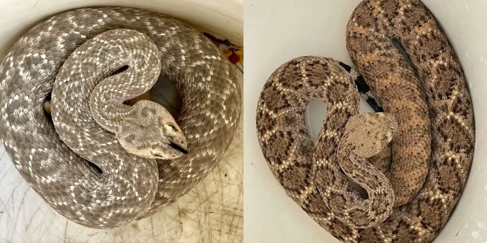 Rattlesnake Solutions