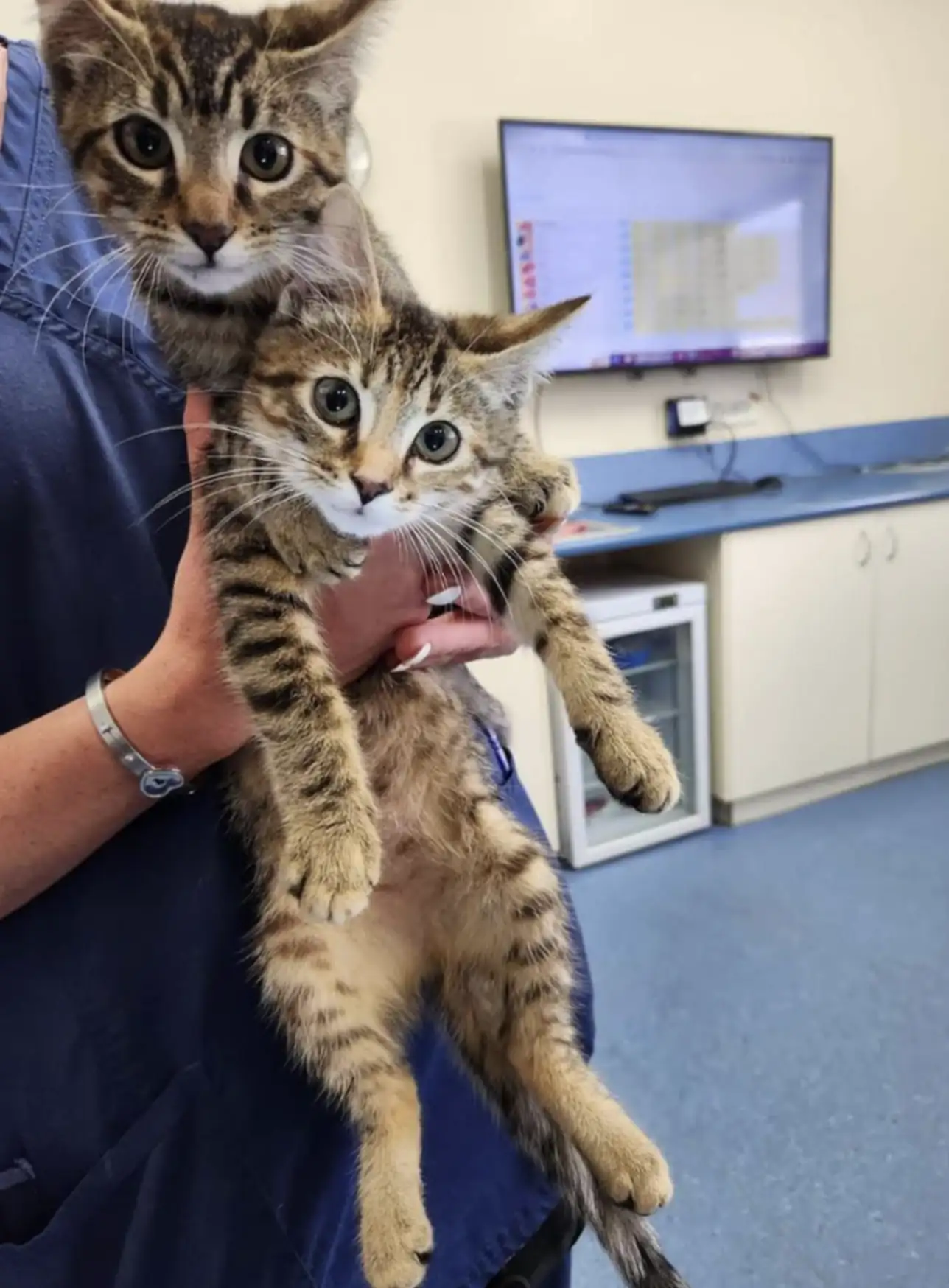 Noah's Crossing Vet Clinic
