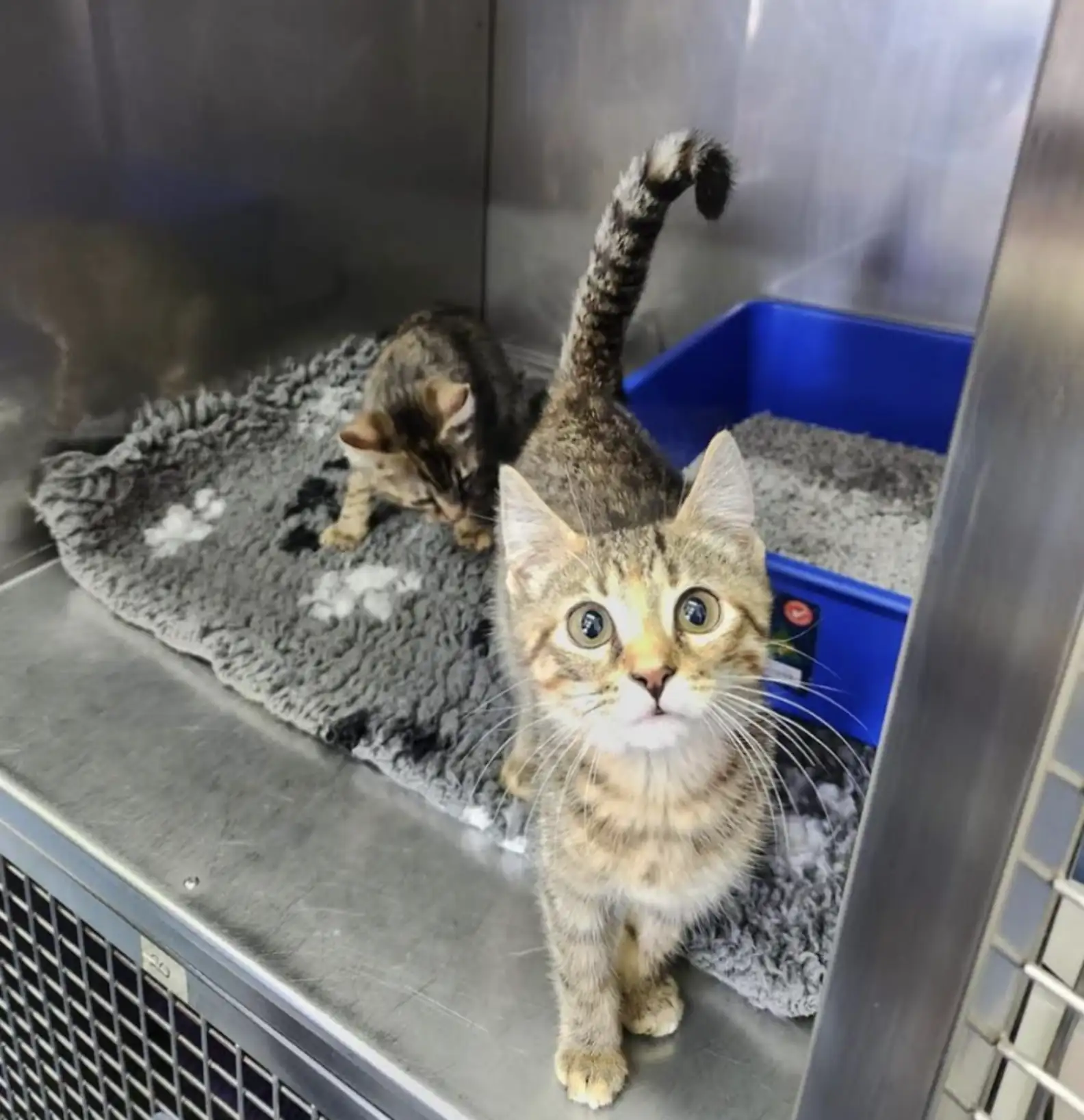 Noah's Crossing Vet Clinic