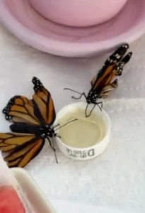 Read more about the article Butterflies With Broken Wings Find Comfort in a Gardener’s Care 🌸🦋