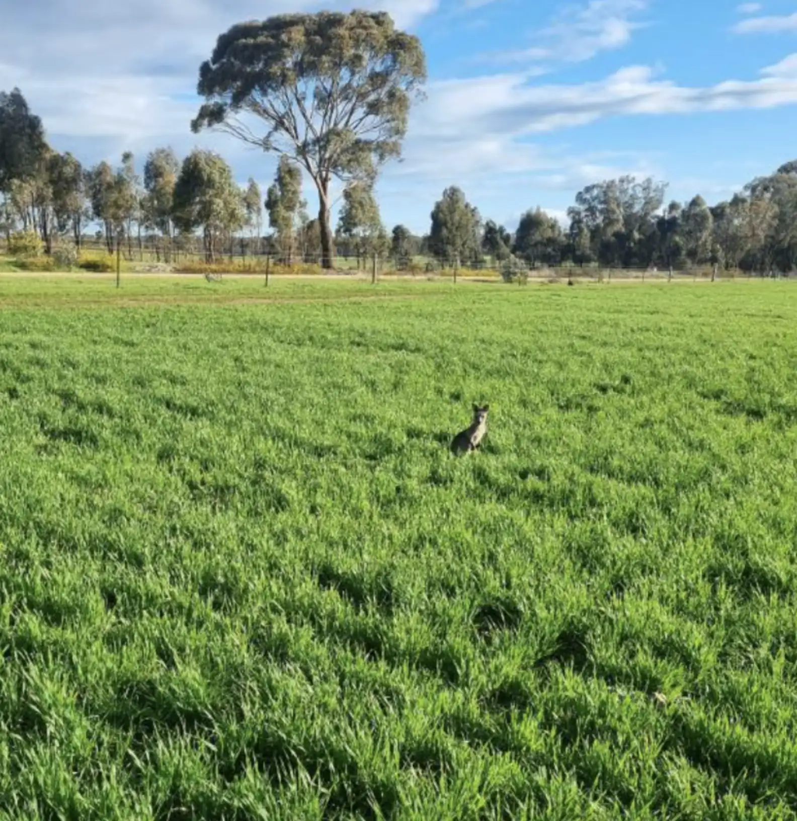 Central Goldfields Wildlife Rescue