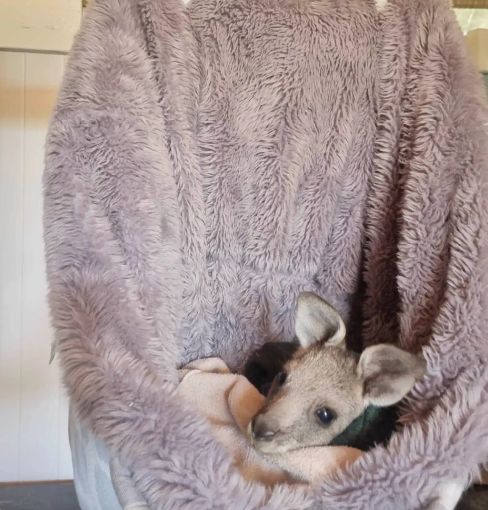 Central Goldfields Wildlife Rescue