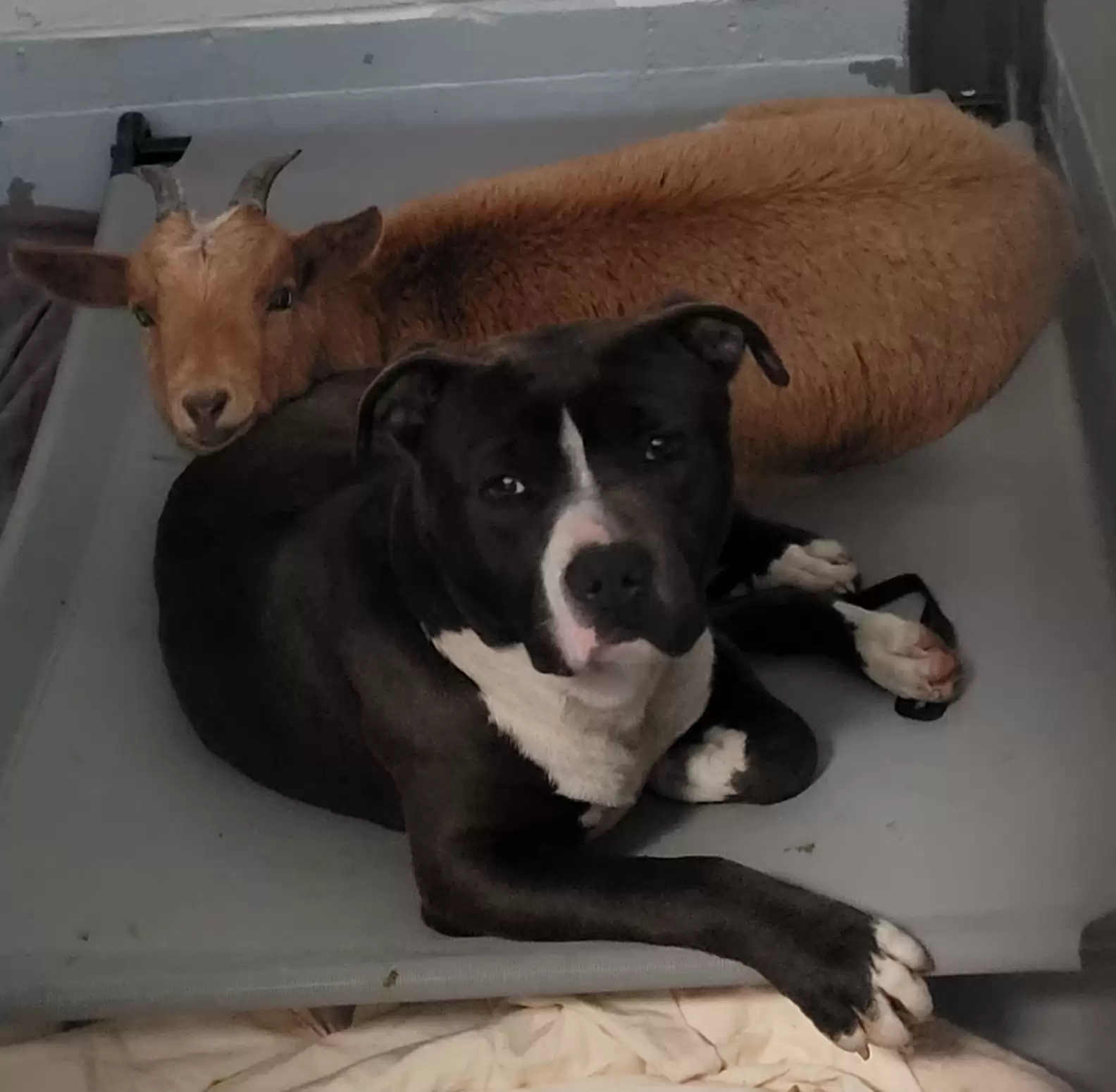 Wake County Animal Center