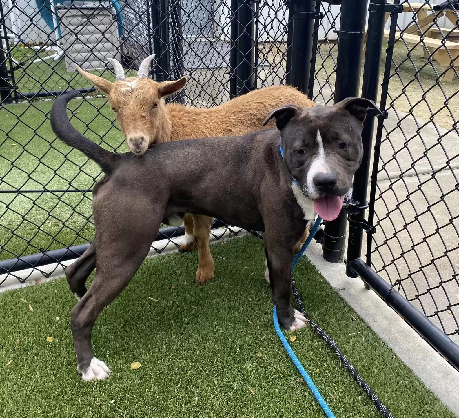 Wake County Animal Center