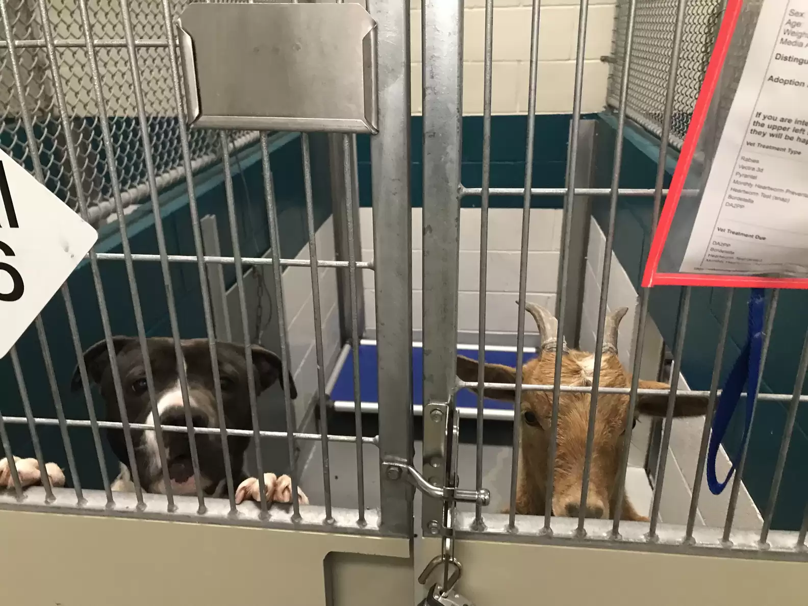 Wake County Animal Center