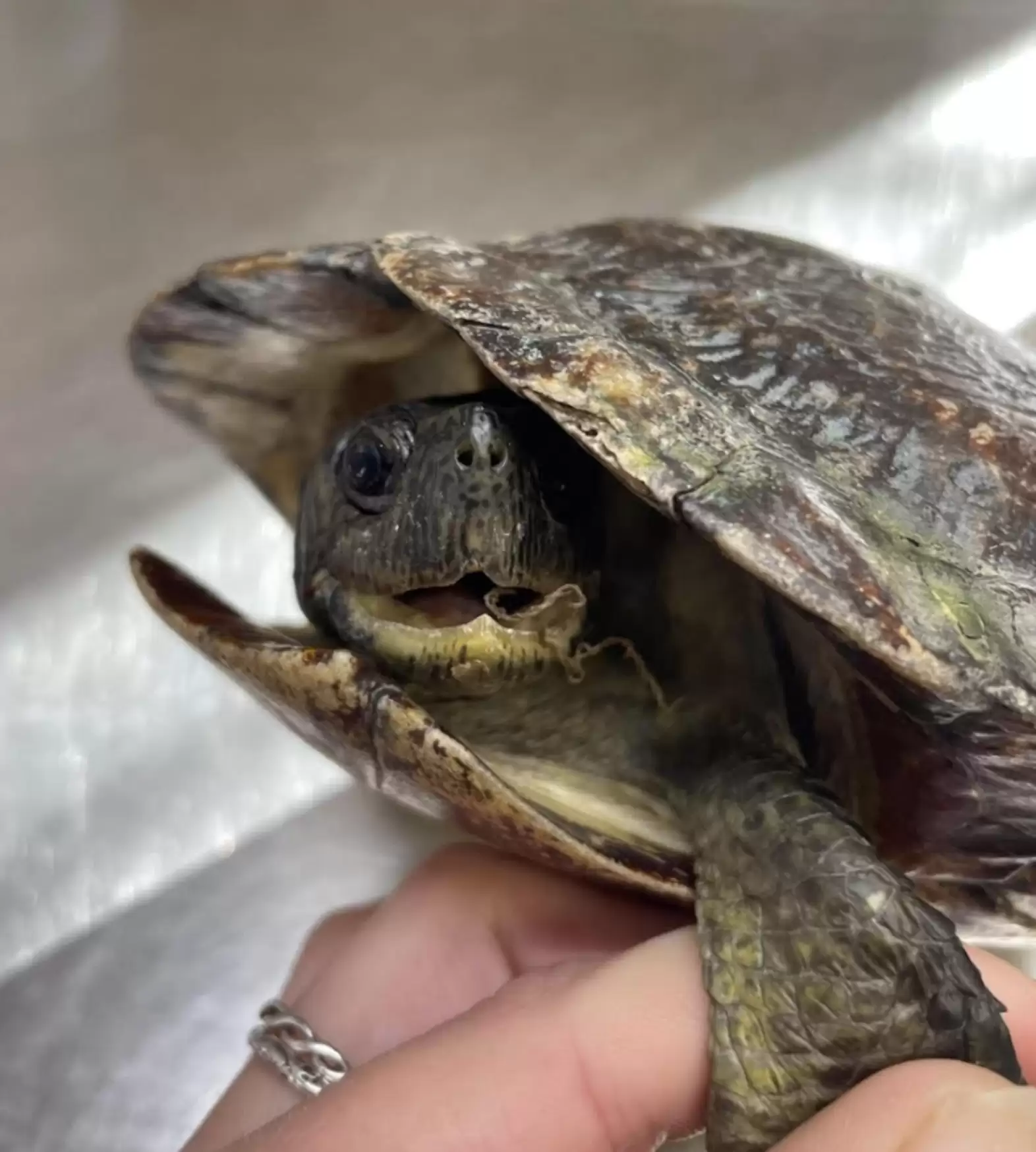 Carolina Waterfowl Rescue