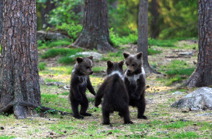 You are currently viewing Wildlife Delight: Three Bear Cubs “Dancing” in Finnish Forest