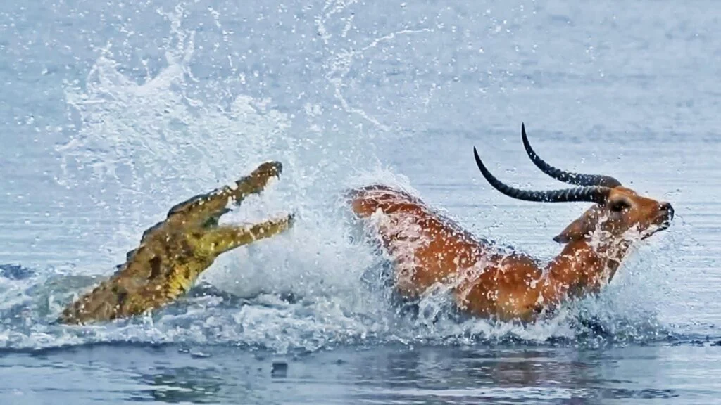 You are currently viewing Animals on the Edge: Buck Swims for Its Life from Crocodile in Chobe River