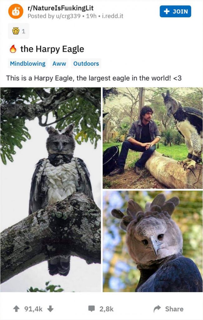 You are currently viewing Animals of Majesty: Meet the Harpy Eagle — One of the Largest Birds in the World