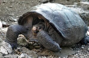 Read more about the article Animals and Discovery: Giant Tortoise Found Alive After 100 Years Thought Extinct