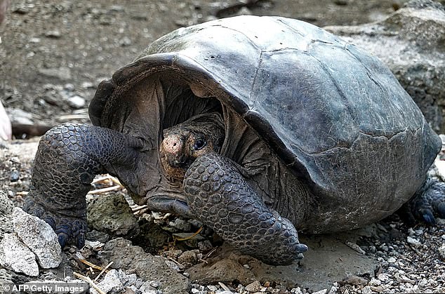 You are currently viewing Animals and Discovery: Giant Tortoise Found Alive After 100 Years Thought Extinct