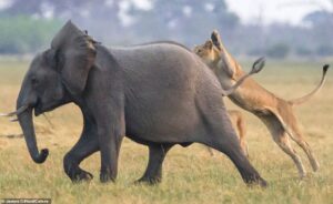 Read more about the article Wildlife Valor: Elephant Calf Rescued by Its Elders as Lions Close In