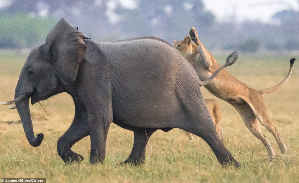 You are currently viewing Wildlife Valor: Elephant Calf Rescued by Its Elders as Lions Close In