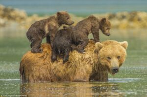 Read more about the article Wildlife Charm: Three Grizzly Cubs Hitch a Ride on Their Mother Across a River