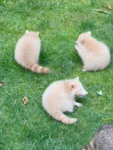 Read more about the article Mama Raccoon Brings Rare Albino Babies to Visit Her Favorite People